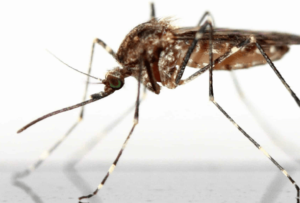 mosquito